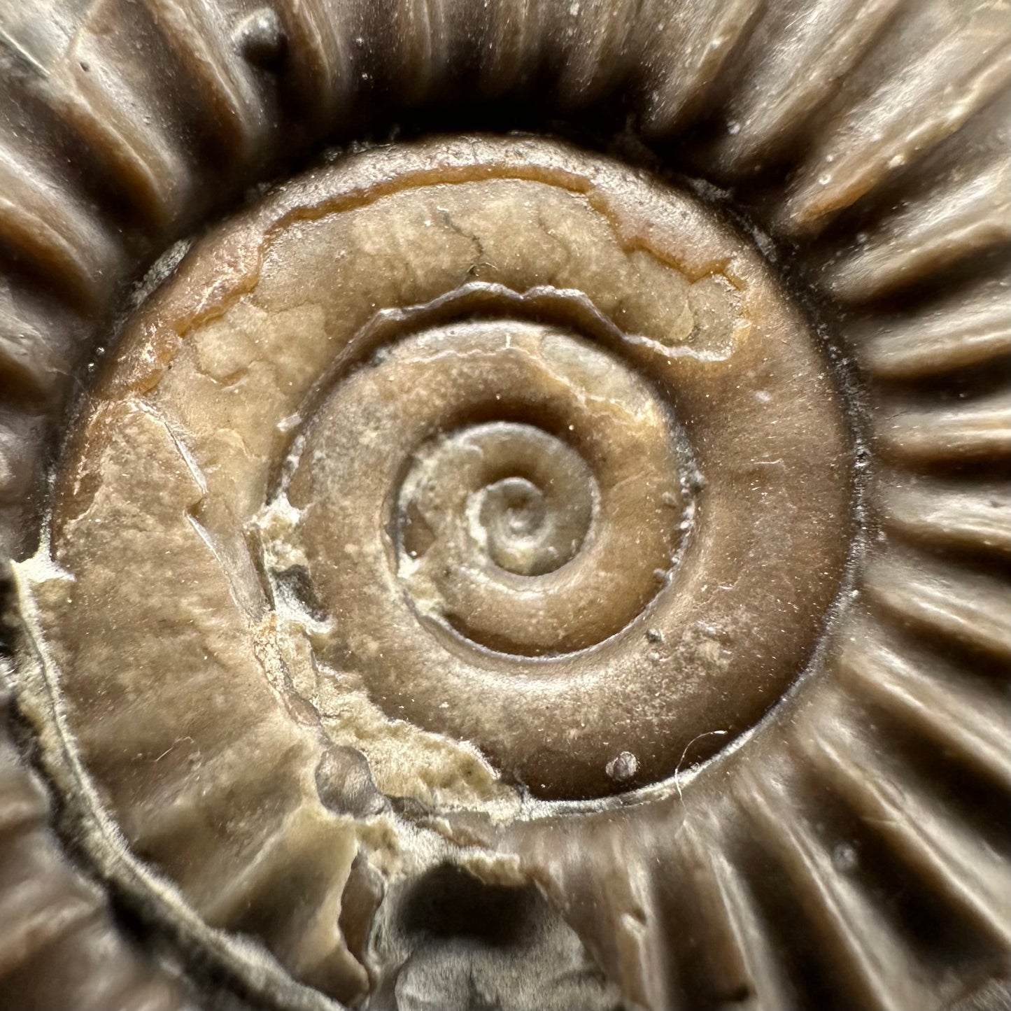 Arnioceras ammonite shell fossil with box and stand - Whitby, North Yorkshire Jurassic Coast Yorkshire Fossils