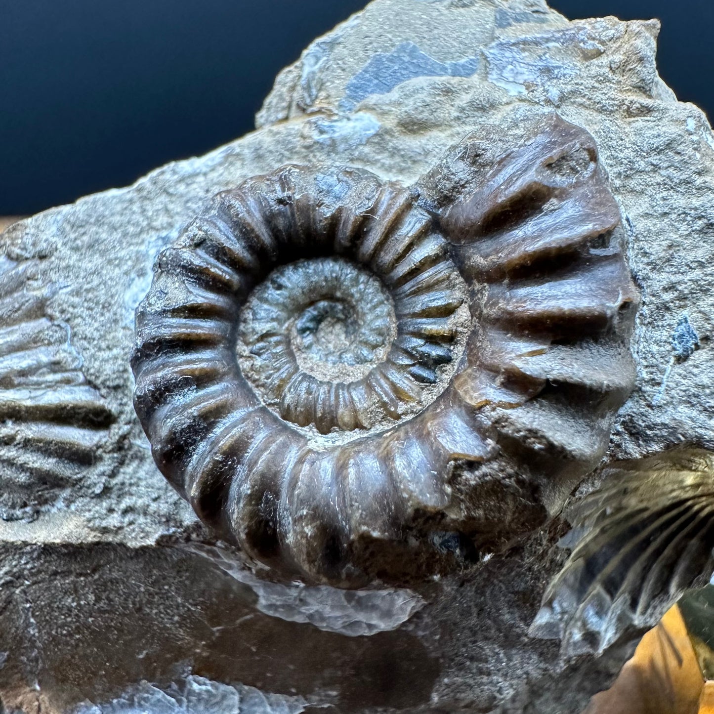 Androgynoceras capricornus Ammonite Fossil With Box And Stand - Whitby, North Yorkshire Jurassic Coast Yorkshire Fossils