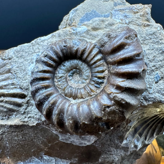 Androgynoceras capricornus Ammonite Fossil With Box And Stand - Whitby, North Yorkshire Jurassic Coast Yorkshire Fossils