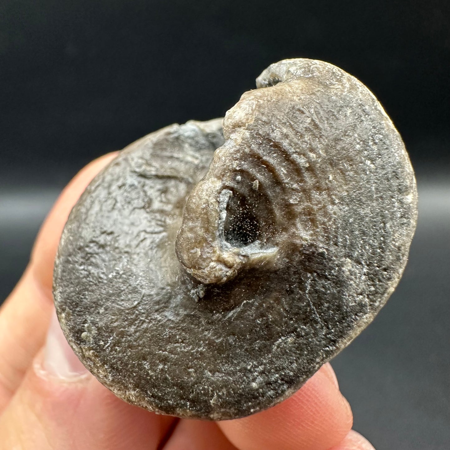 Gastropod Shell Fossil With Box And Stand - Whitby, North Yorkshire, Jurassic Coast, Yorkshire Fossils