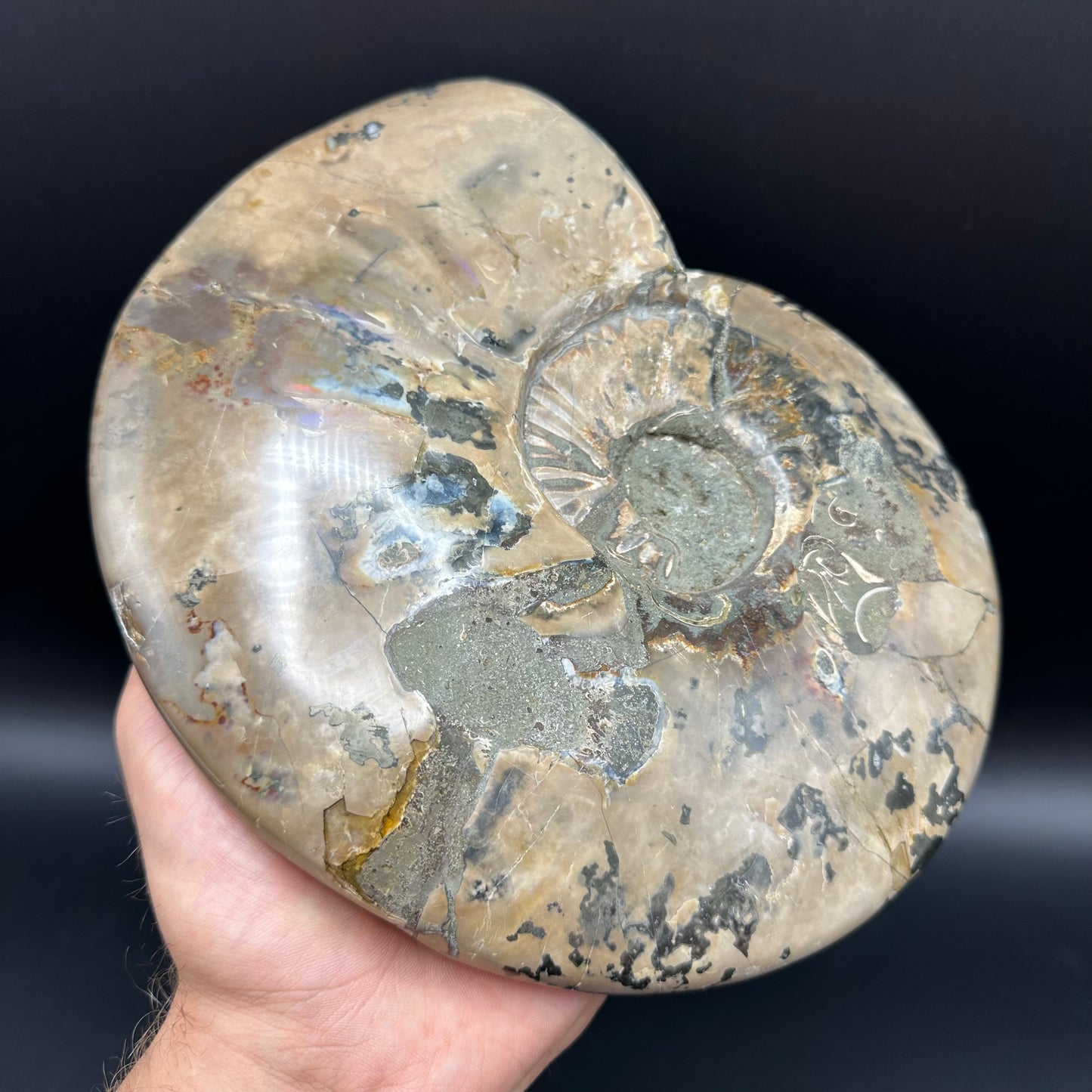 Cleoniceras Ammonite Fossil With Stand - Cretaceous Ammonite Madagascar