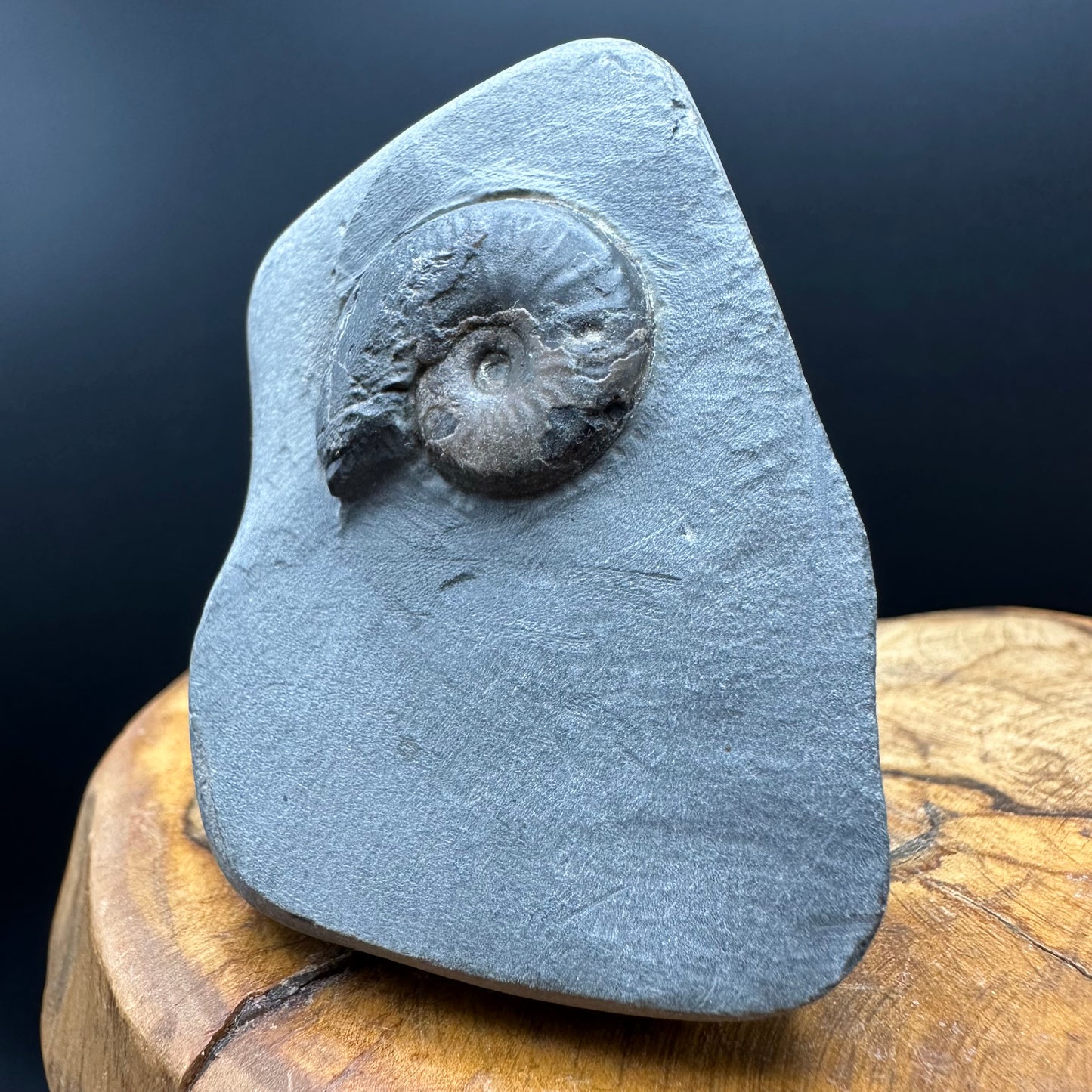 Eleganticeras Elegantulum ammonite fossil with box and stand - Whitby, North Yorkshire Jurassic Coast, Yorkshire Fossils