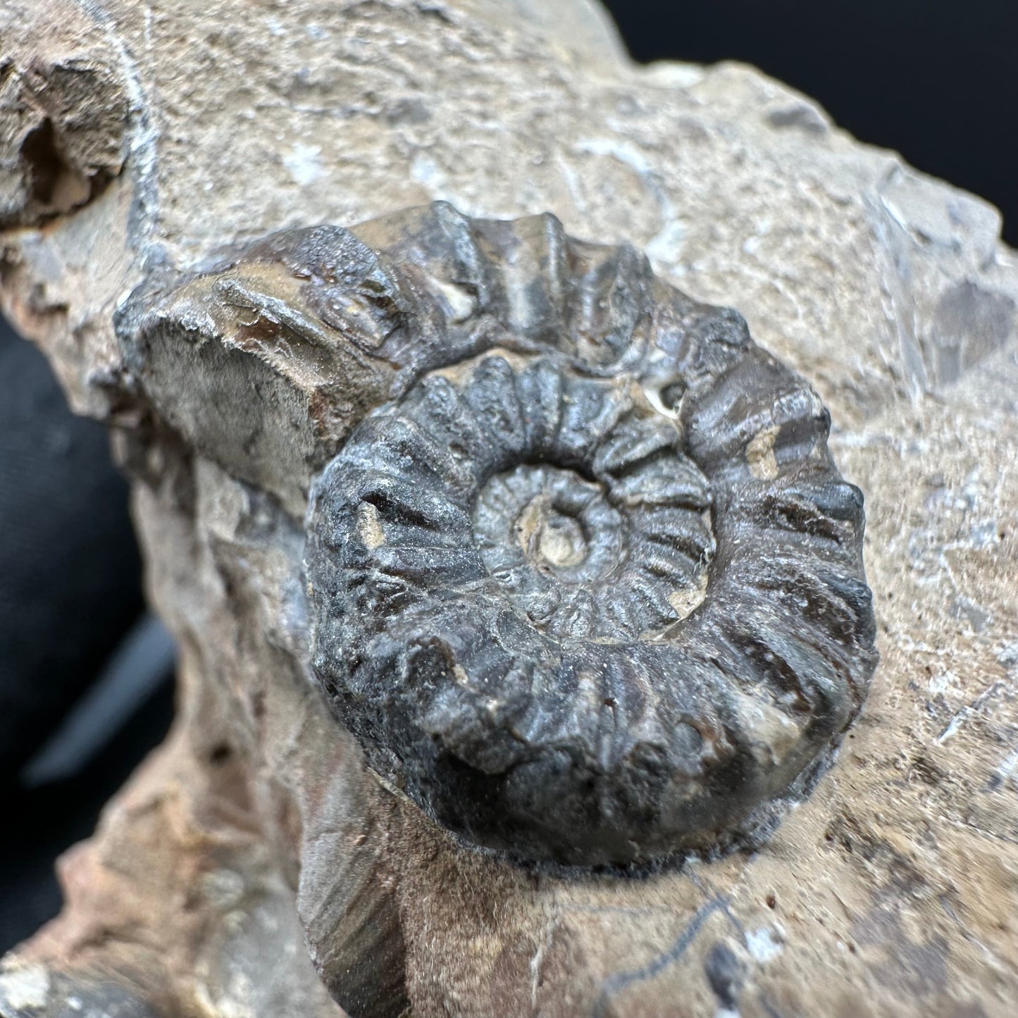 Amaltheus subnodosus Ammonite fossil with box and stand - Whitby, North Yorkshire Jurassic Coast Yorkshire Fossils