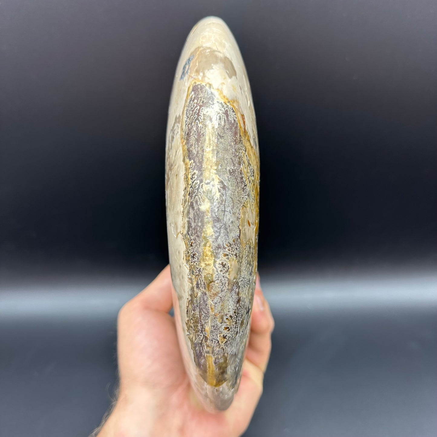 Cleoniceras Ammonite Fossil With Stand - Cretaceous Ammonite Madagascar