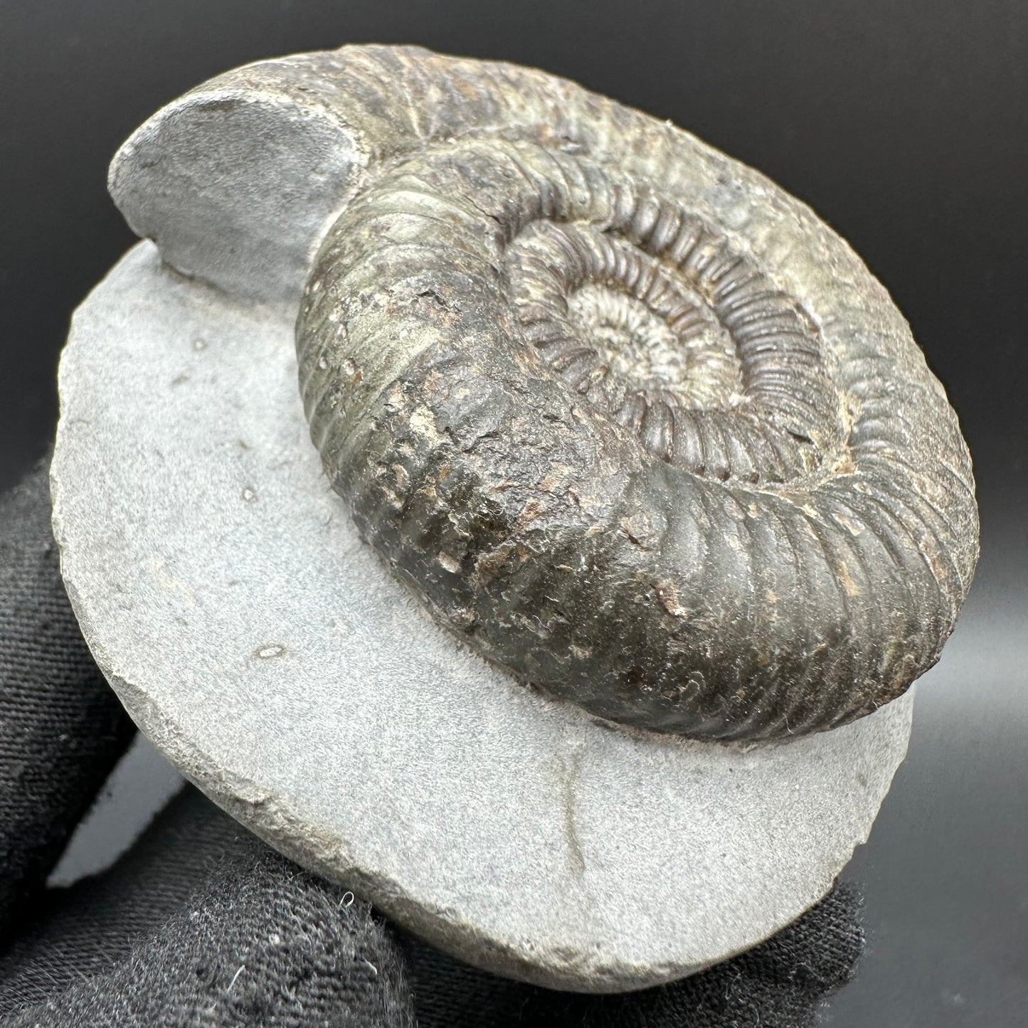 Catacoeloceras Sp. ammonite fossil with box and stand- Whitby, North Yorkshire Jurassic Coast Yorkshire Fossils