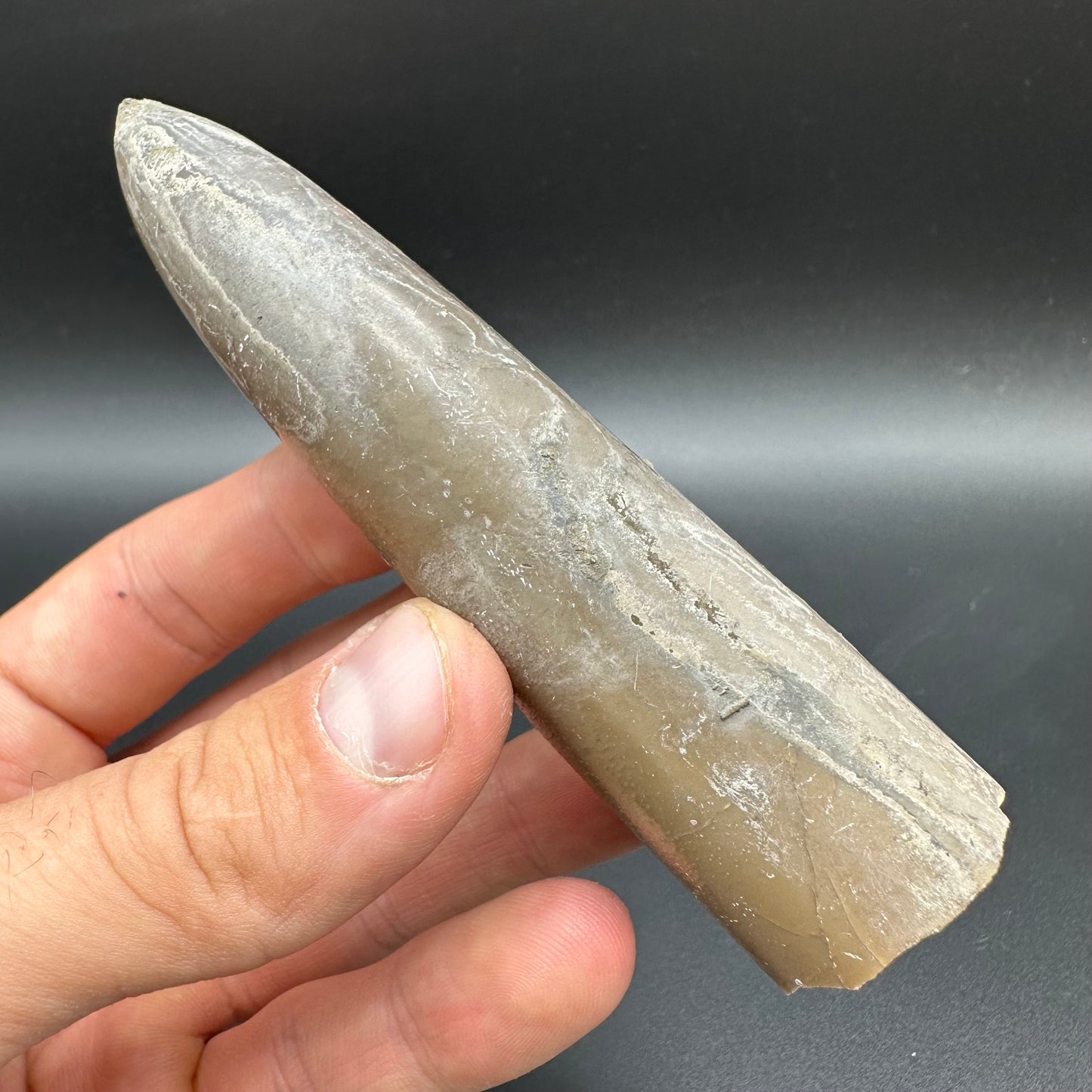 Belemnite (Fossil Squid) shell fossil with box and stand - Whitby, North Yorkshire Jurassic Coast Yorkshire Fossils