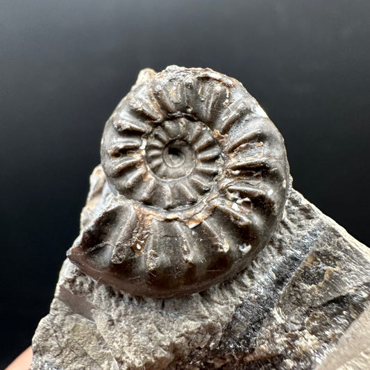 Amaltheus subnodosus Ammonite fossil with stand - Whitby, North Yorkshire Jurassic Coast Yorkshire Fossils