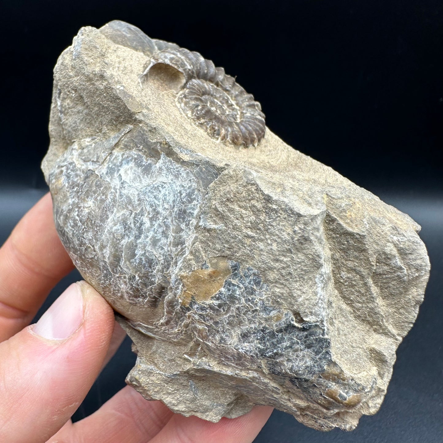 Androgynoceras capricornus Ammonite fossil with box and stand - Whitby, North Yorkshire Jurassic Coast Yorkshire Fossils