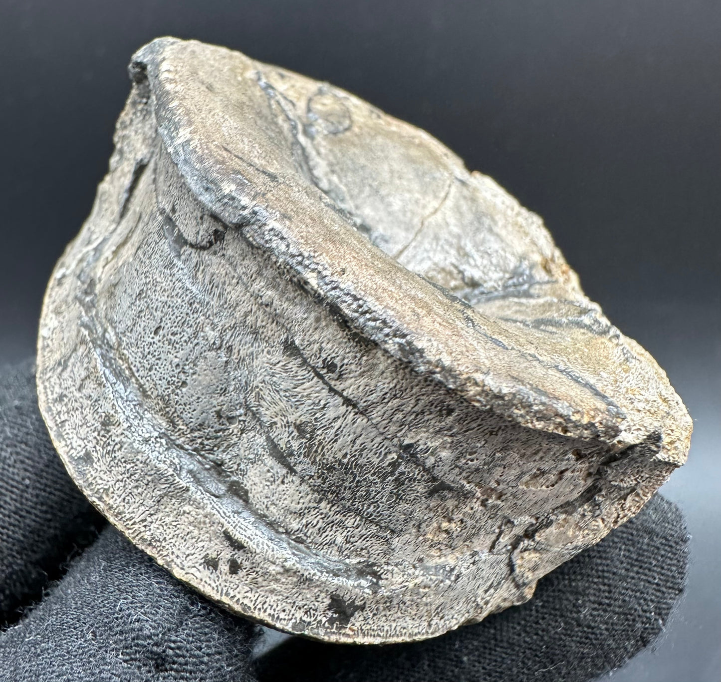 Ichthyosaur Vertebra fossil with box and stand - Whitby, North Yorkshire Jurassic Coast, Yorkshire fossils found on the Jurassic Coast