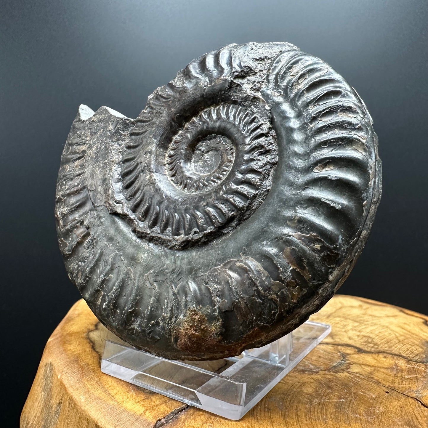 Hildoceras lusitanicum Ammonite fossil with stand - Whitby, North Yorkshire, Jurassic Coast, Yorkshire Fossils from the Jurassic Coast