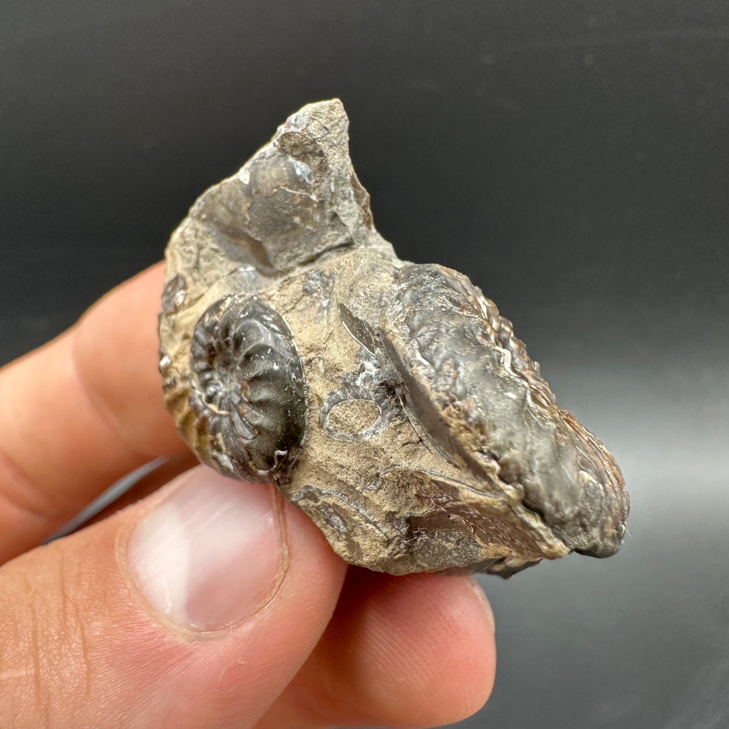 Amaltheus subnodosus Ammonite fossil with box and stand - Whitby, North Yorkshire Jurassic Coast Yorkshire Fossils