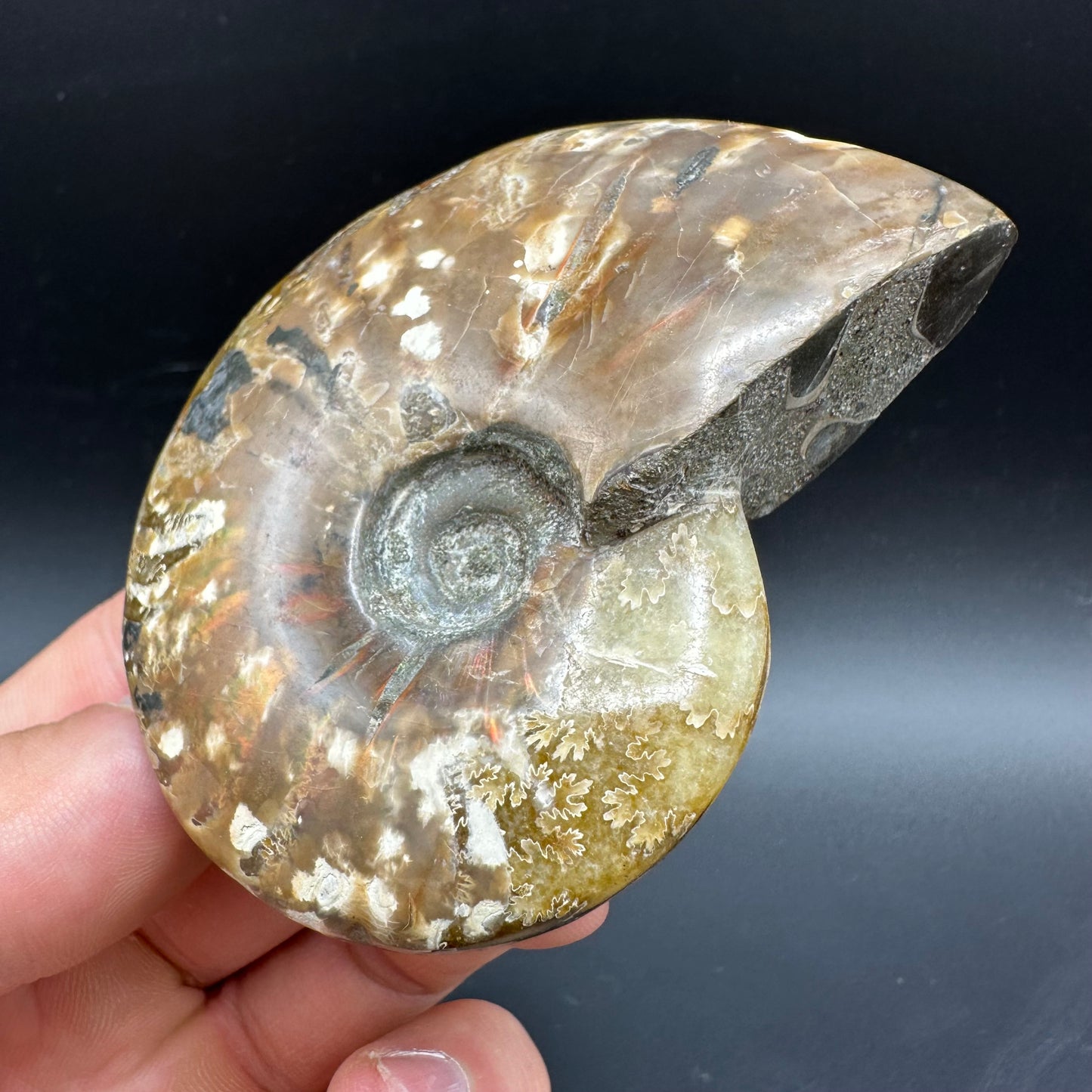 Cleoniceras Ammonite Fossil With Box And Stand - Cretaceous Ammonite Madagascar