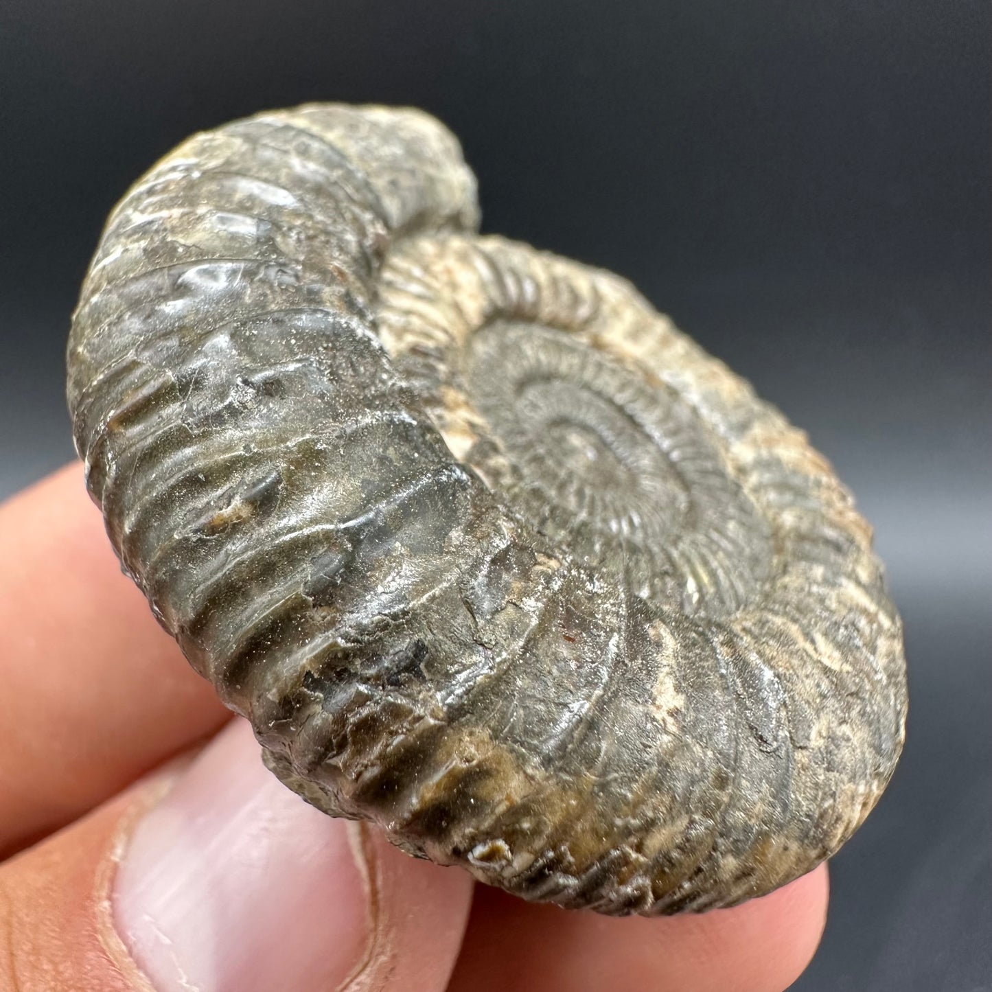 Dactylioceras Ammonite Fossil With Box And Stand - Whitby, North Yorkshire Jurassic Coast Yorkshire Fossils