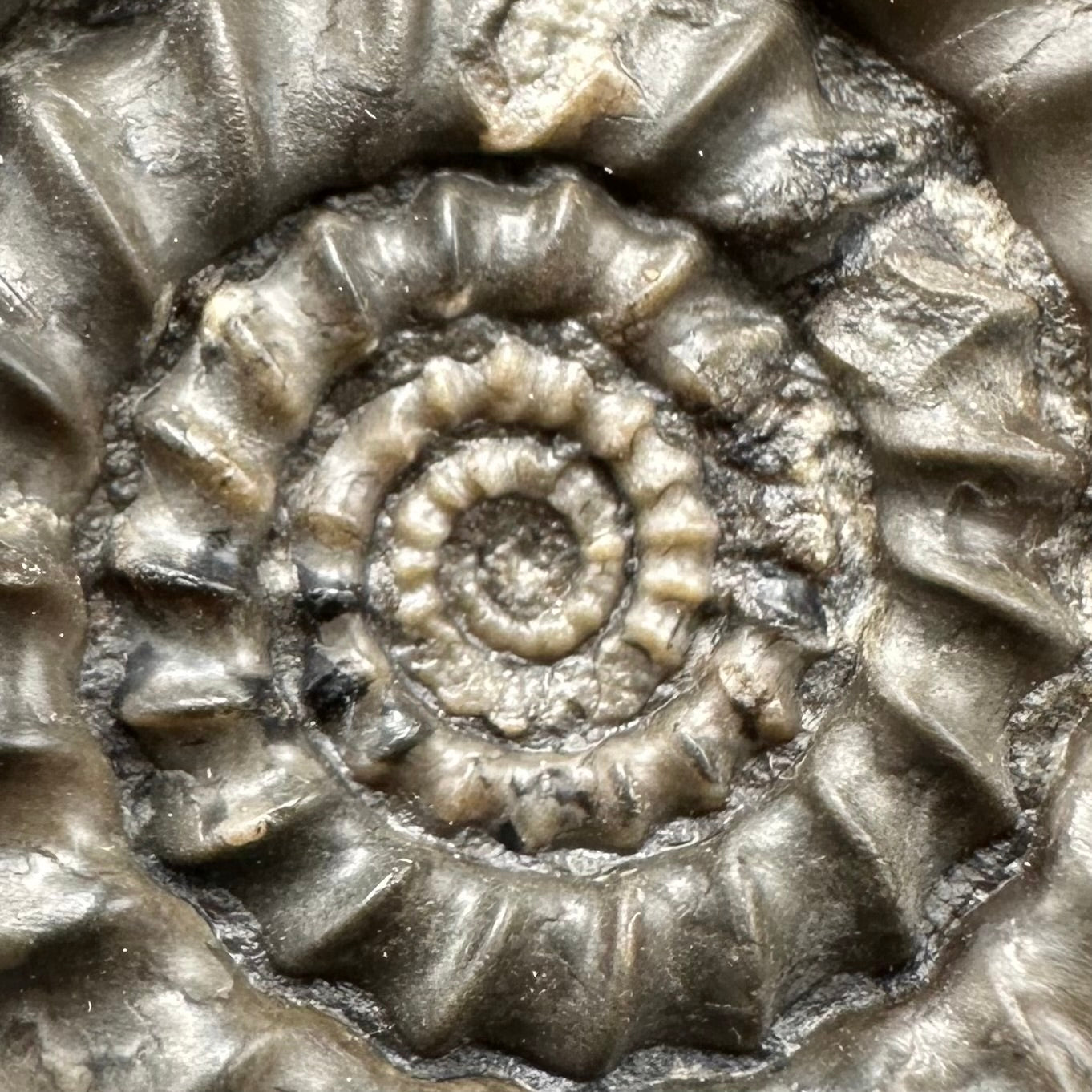 Gagaticeras Ammonite fossil with box and stand - Whitby, North Yorkshire Jurassic Coast Yorkshire Fossils