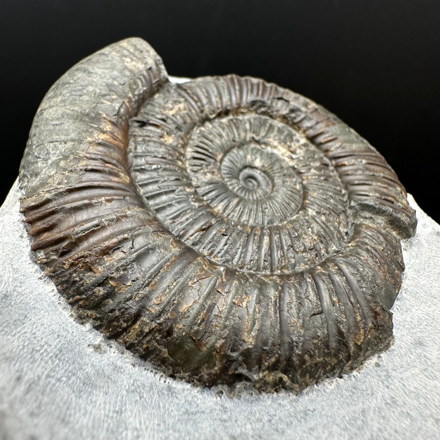 Dactylioceras Ammonite Fossil With Box And Stand - Whitby, North Yorkshire Jurassic Coast Yorkshire Fossils