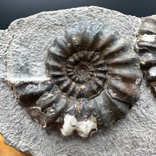 Androgynoceras maculatum ammonite fossil with box and stand - Whitby, North Yorkshire Jurassic Coast Yorkshire Fossils
