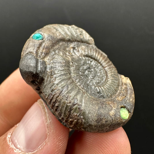 Hydra Snakestone Ammonite Fossil With Bag/Box And Stand - Whitby, North Yorkshire Jurassic Coast Yorkshire Fossils