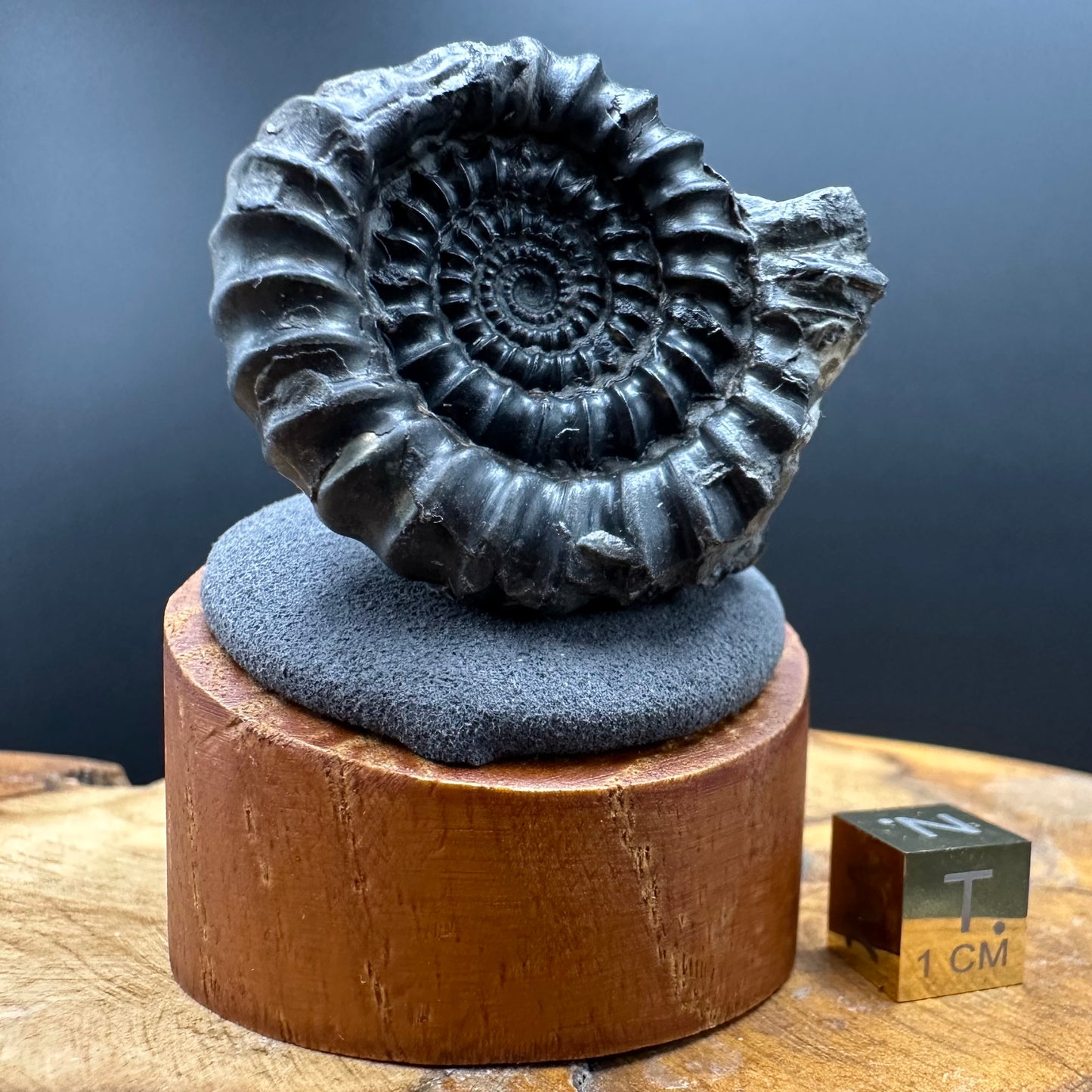 Gagaticeras Ammonite fossil with box and stand - Whitby, North Yorkshire Jurassic Coast Yorkshire Fossils