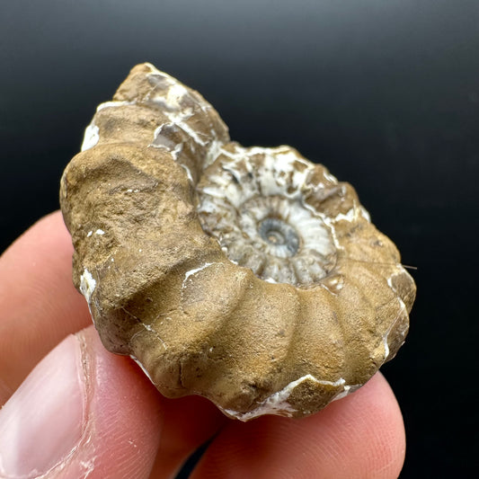 Androgynoceras capricornus Ammonite Fossil With Stand - Whitby, North Yorkshire Jurassic Coast Yorkshire Fossils