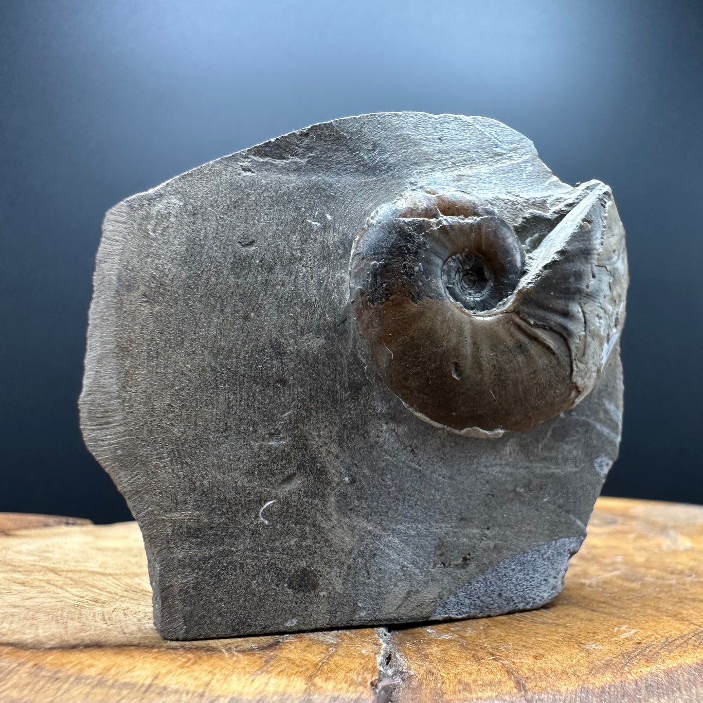 Amaltheus striatus ammonite fossil with box and stand - Whitby, North Yorkshire Jurassic Coast Yorkshire Fossils