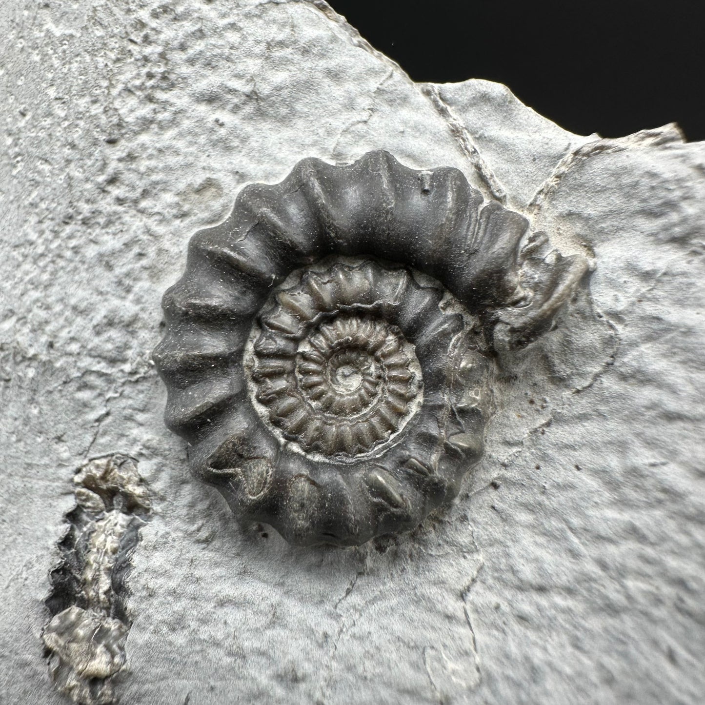 Gagaticeras Ammonite fossil with box and stand - Whitby, North Yorkshire Jurassic Coast Yorkshire Fossils