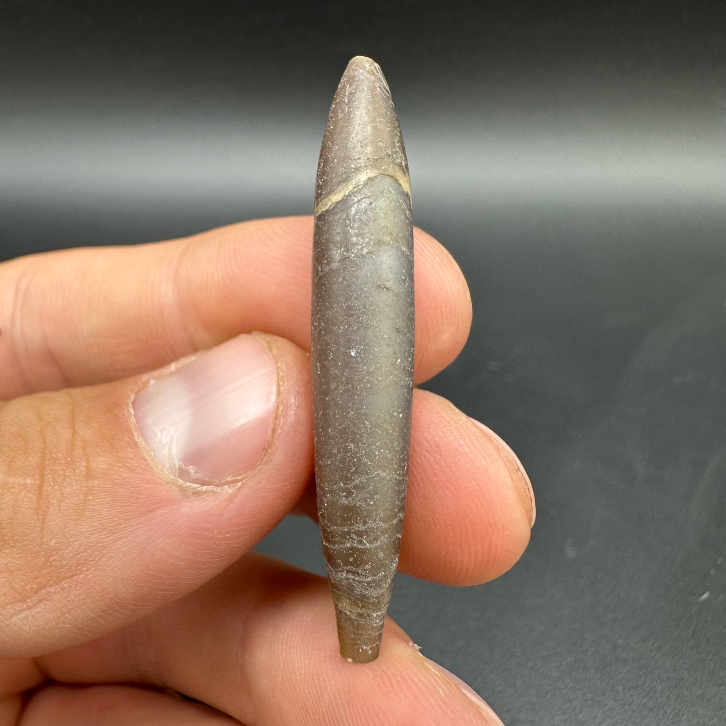 Hibolite (Fossil Squid) shell fossil with box and stand - Whitby, North Yorkshire Jurassic Coast Yorkshire Fossils