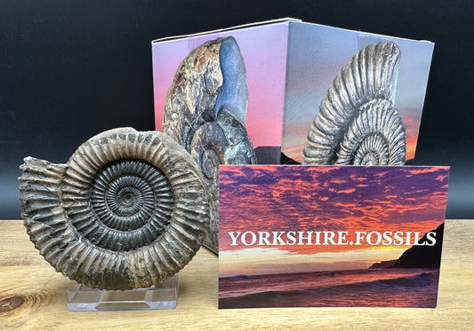 Dactylioceras Ammonite Fossil With box and Stand - Whitby, North Yorkshire Jurassic Coast Yorkshire Fossils