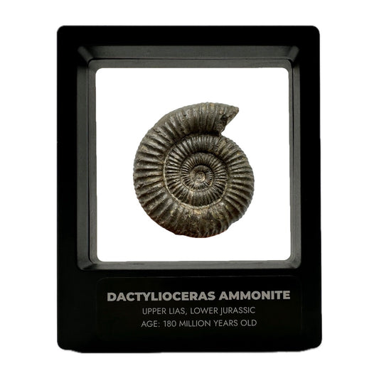 Yorkshire Dactyliocers ammonite fossil with display case and box - Whitby, North Yorkshire Jurassic Coast