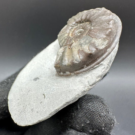 Agassiceras shell fossil with box and stand - Whitby, North Yorkshire Jurassic Coast Yorkshire Fossils