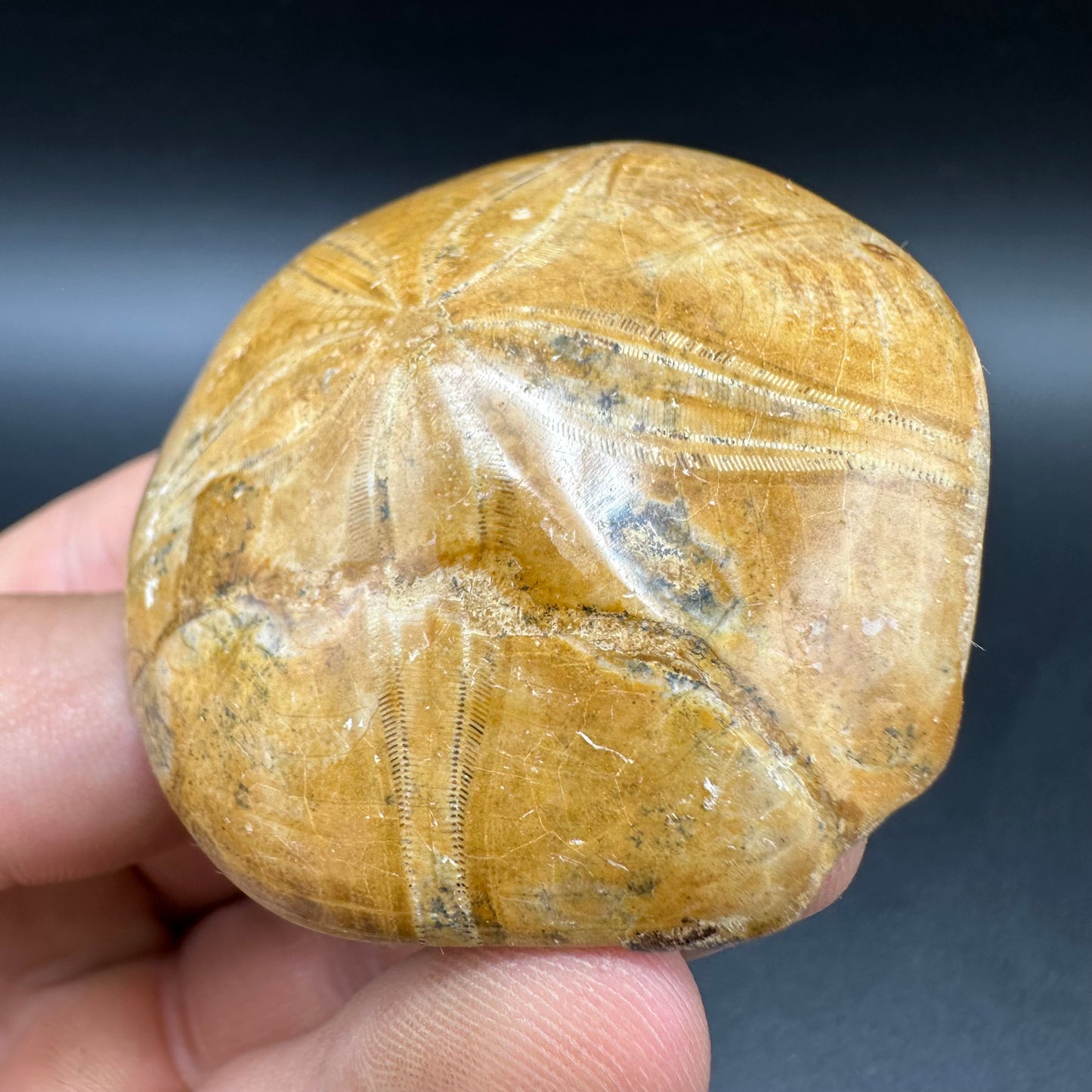 Holectypus Sea Urchin Fossil With Box And Stand - Middle Jurassic Madagascar