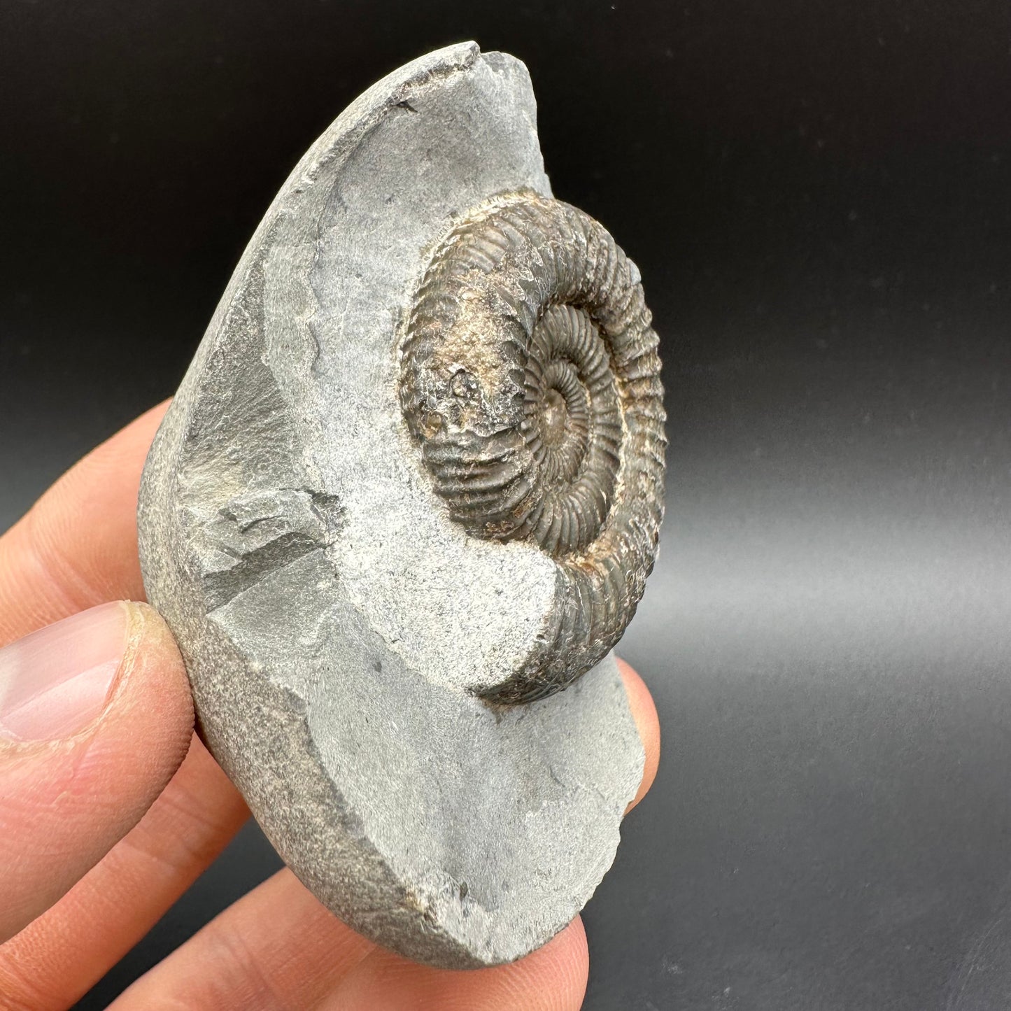 Dactylioceras Ammonite Fossil With Box And Stand - Whitby, North Yorkshire Jurassic Coast Yorkshire Fossils