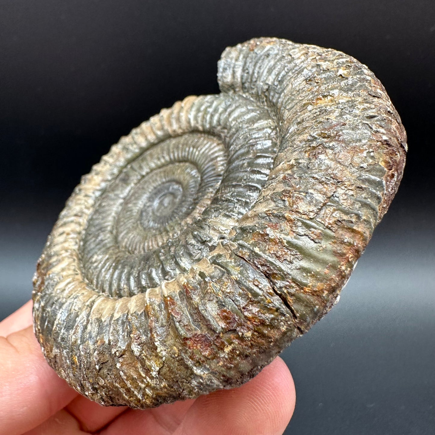 Dactylioceras Ammonite Fossil With Box And Stand - Whitby, North Yorkshire Jurassic Coast Yorkshire Fossils
