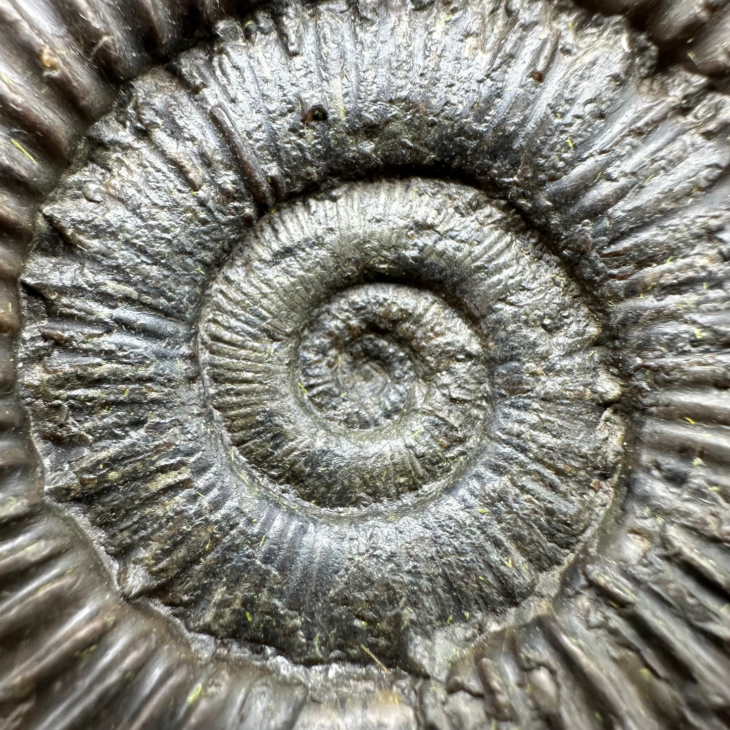 Peronoceras fibulatum Ammonite fossil with box and stand - Whitby, North Yorkshire Jurassic Coast Yorkshire Fossils