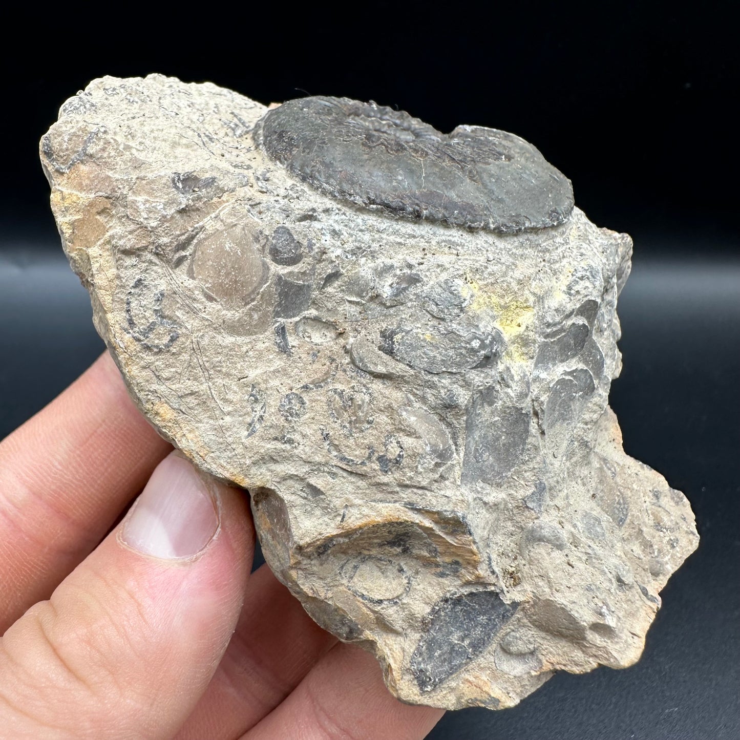 Amaltheus subnodosus Ammonite fossil with box and stand - Whitby, North Yorkshire Jurassic Coast Yorkshire Fossils