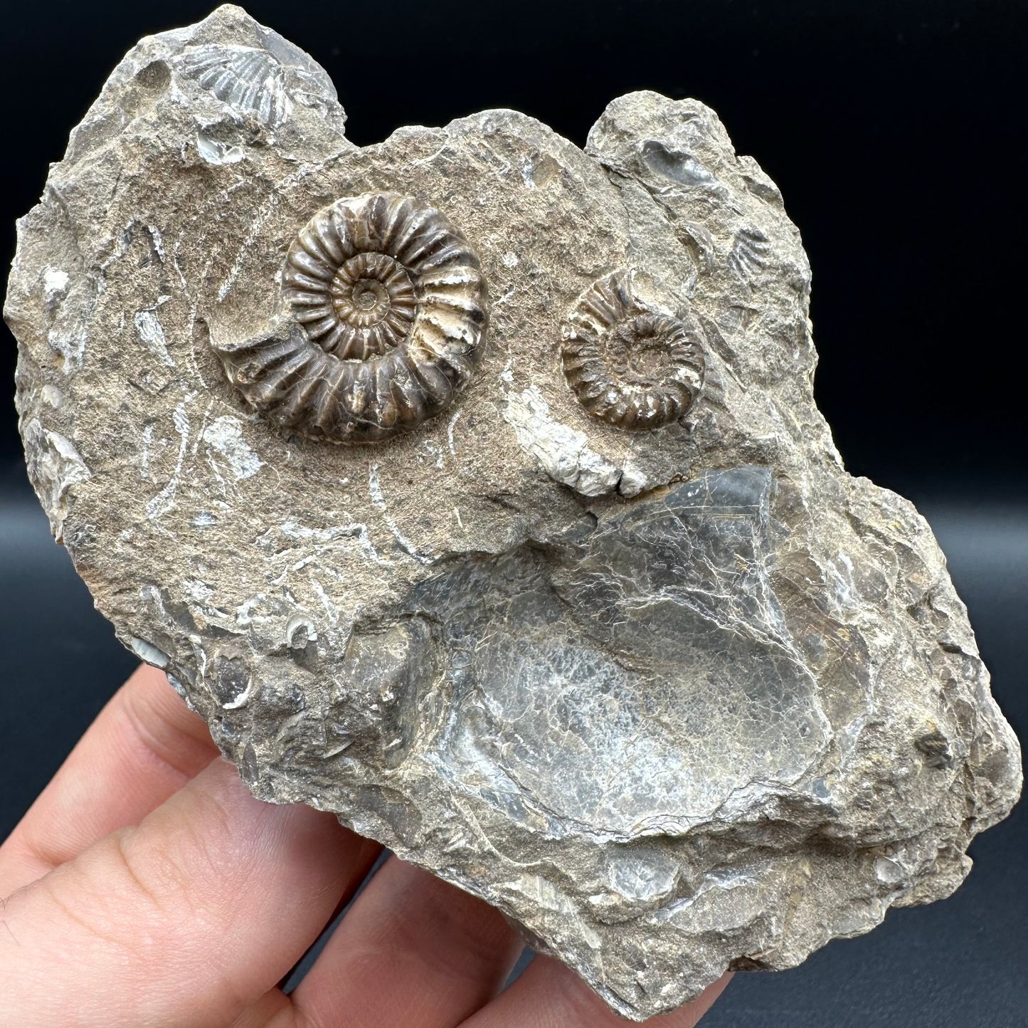 Androgynoceras capricornus Ammonite fossil with box and stand - Whitby, North Yorkshire Jurassic Coast Yorkshire Fossils