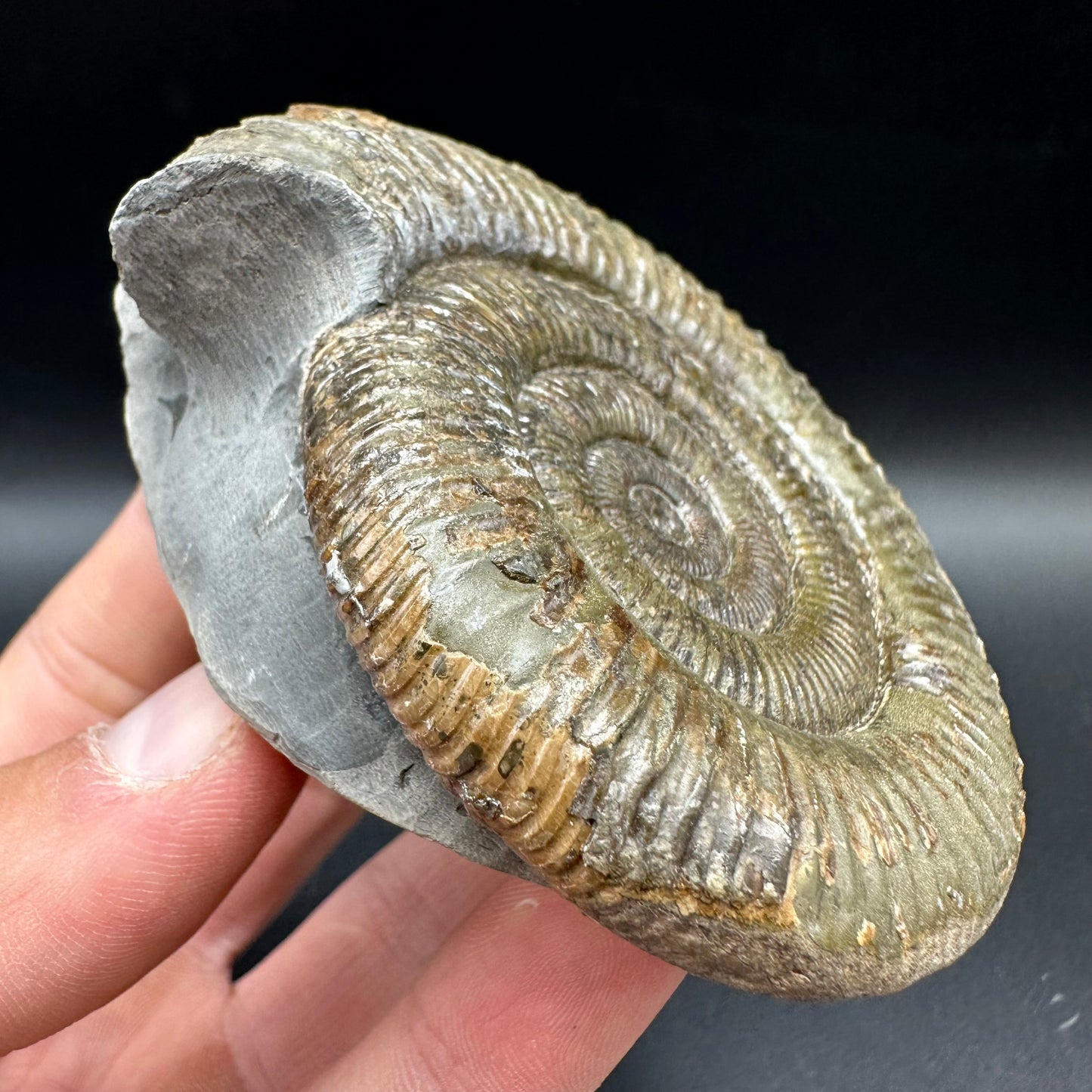 Dactylioceras Ammonite Fossil With Box And Stand - Whitby, North Yorkshire Jurassic Coast Yorkshire Fossils