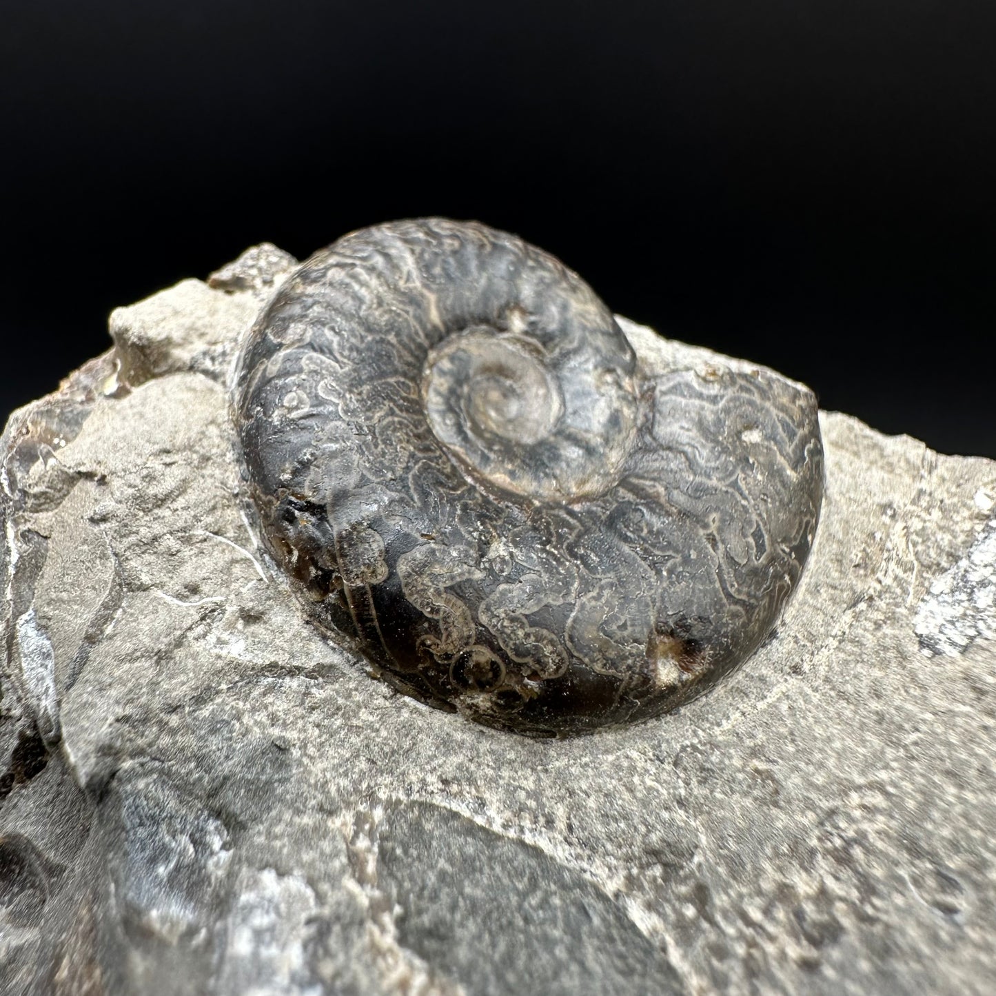 Grammoceras thoaurense Ammonite shell fossil with box and stand - Whitby, North Yorkshire, Yorkshire Fossils from the Jurassic Coast