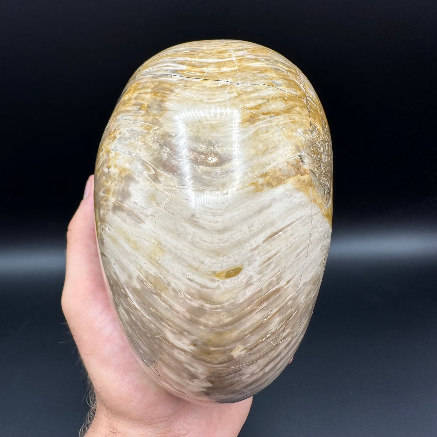 Cenoceras Nautilus Fossil With Stand - Middle Cretaceous Madagascar