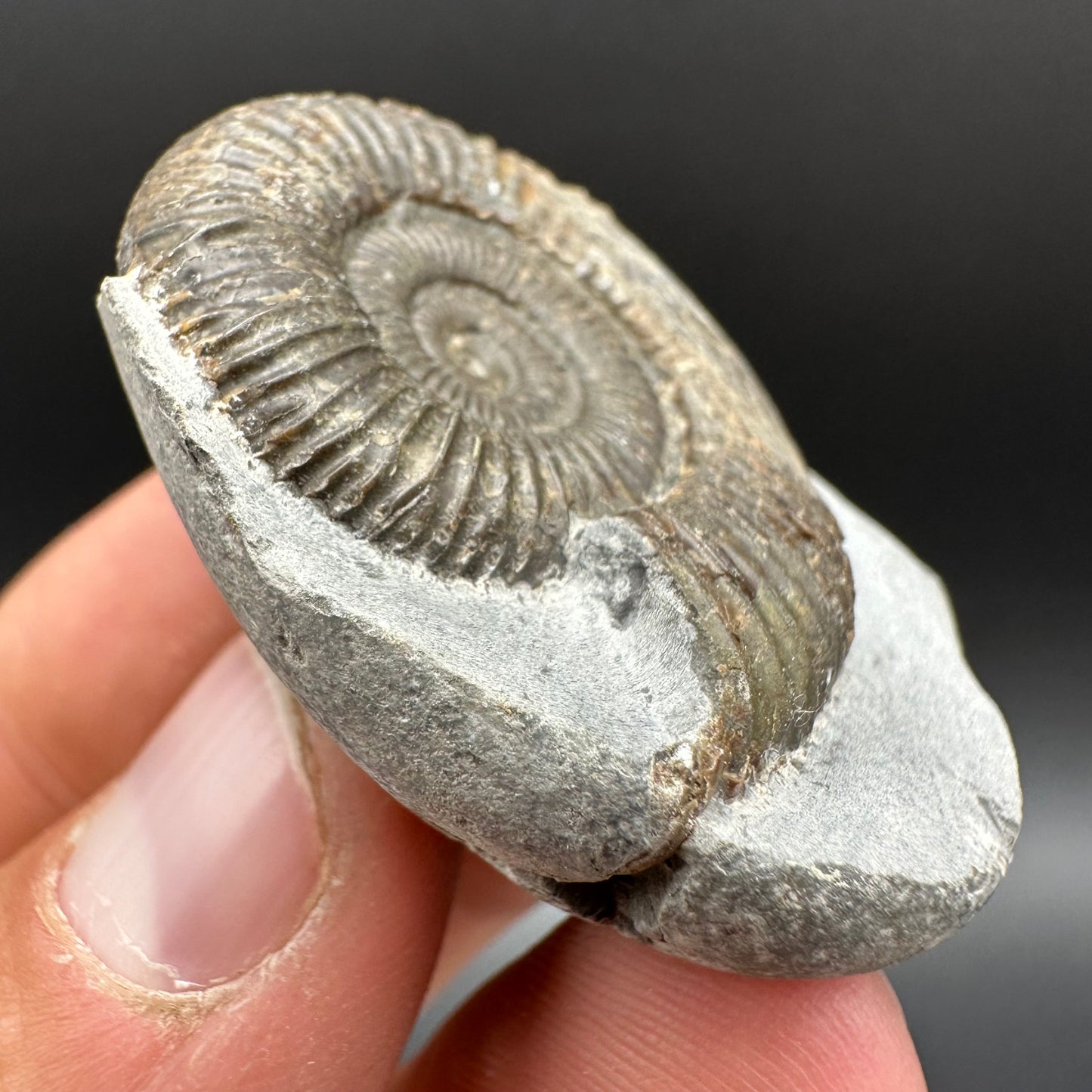 Dactylioceras Ammonite Fossil With Box And Stand - Whitby, North Yorkshire Jurassic Coast Yorkshire Fossils