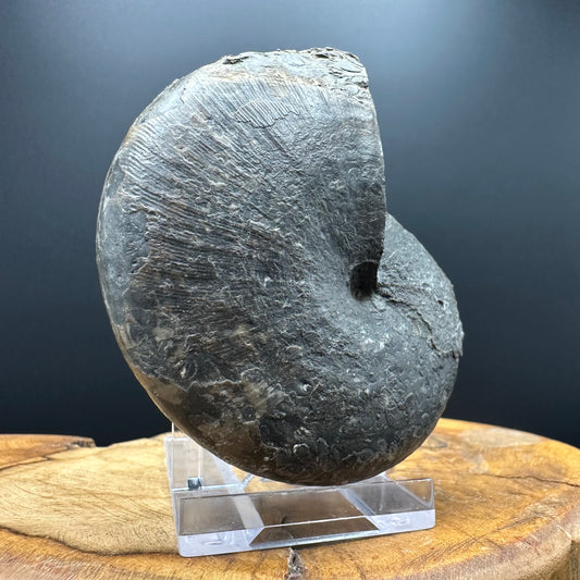 Phylloceras ammonite fossil with box and stand - Whitby, North Yorkshire Jurassic Coast, Yorkshire fossils