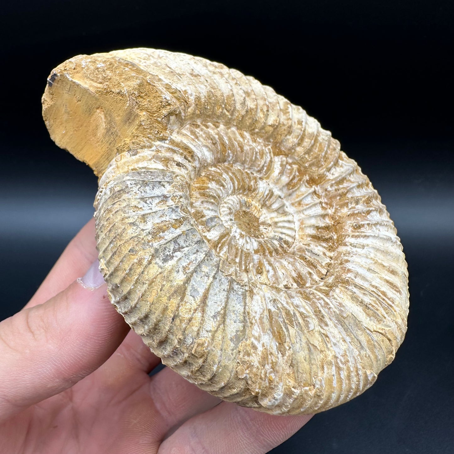 Dichotomosphinctes Ammonite Fossil With Box And Stand - Middle Jurassic Ammonite Madagascar
