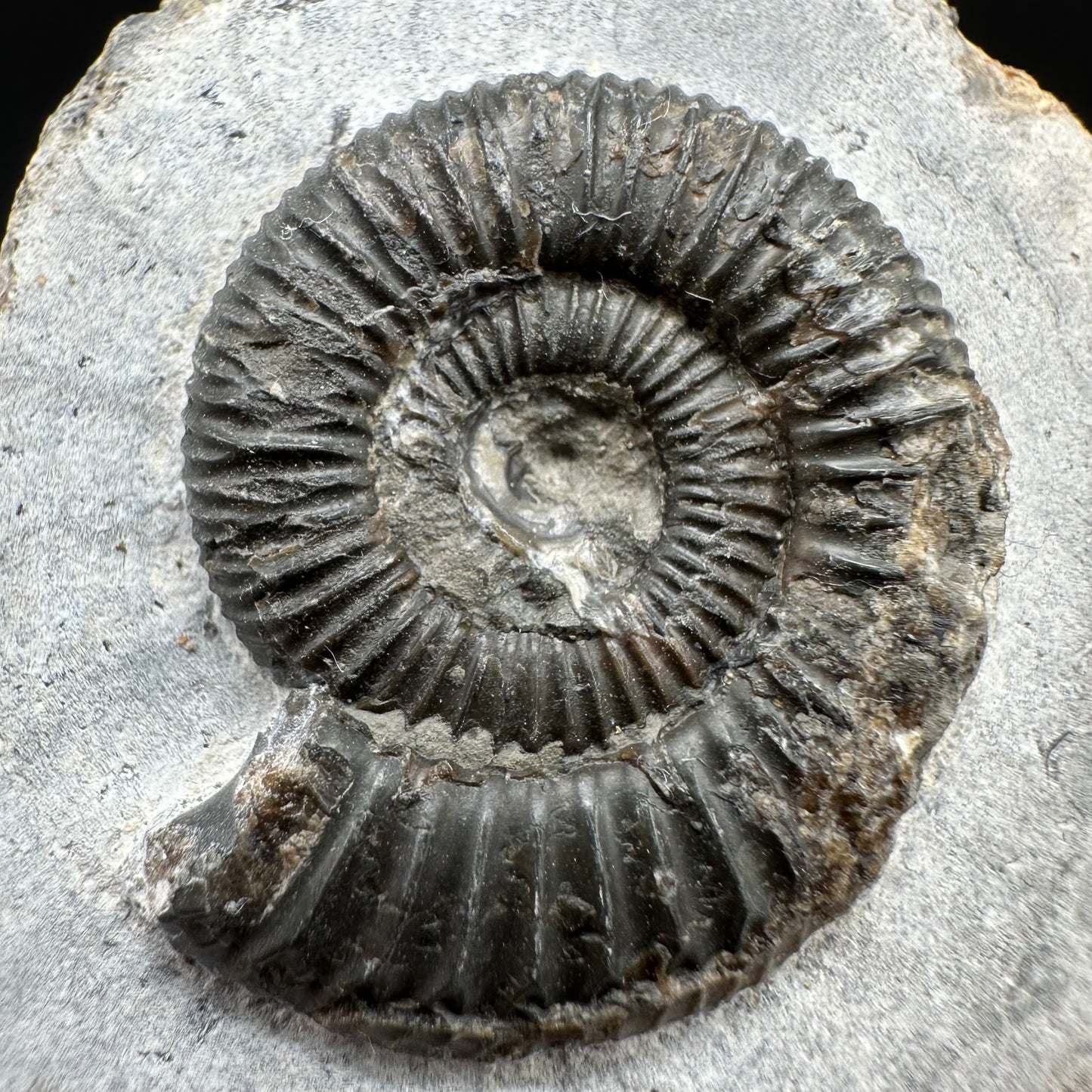Dactylioceras Ammonite Fossil With Box And Stand - Whitby, North Yorkshire Jurassic Coast Yorkshire Fossils