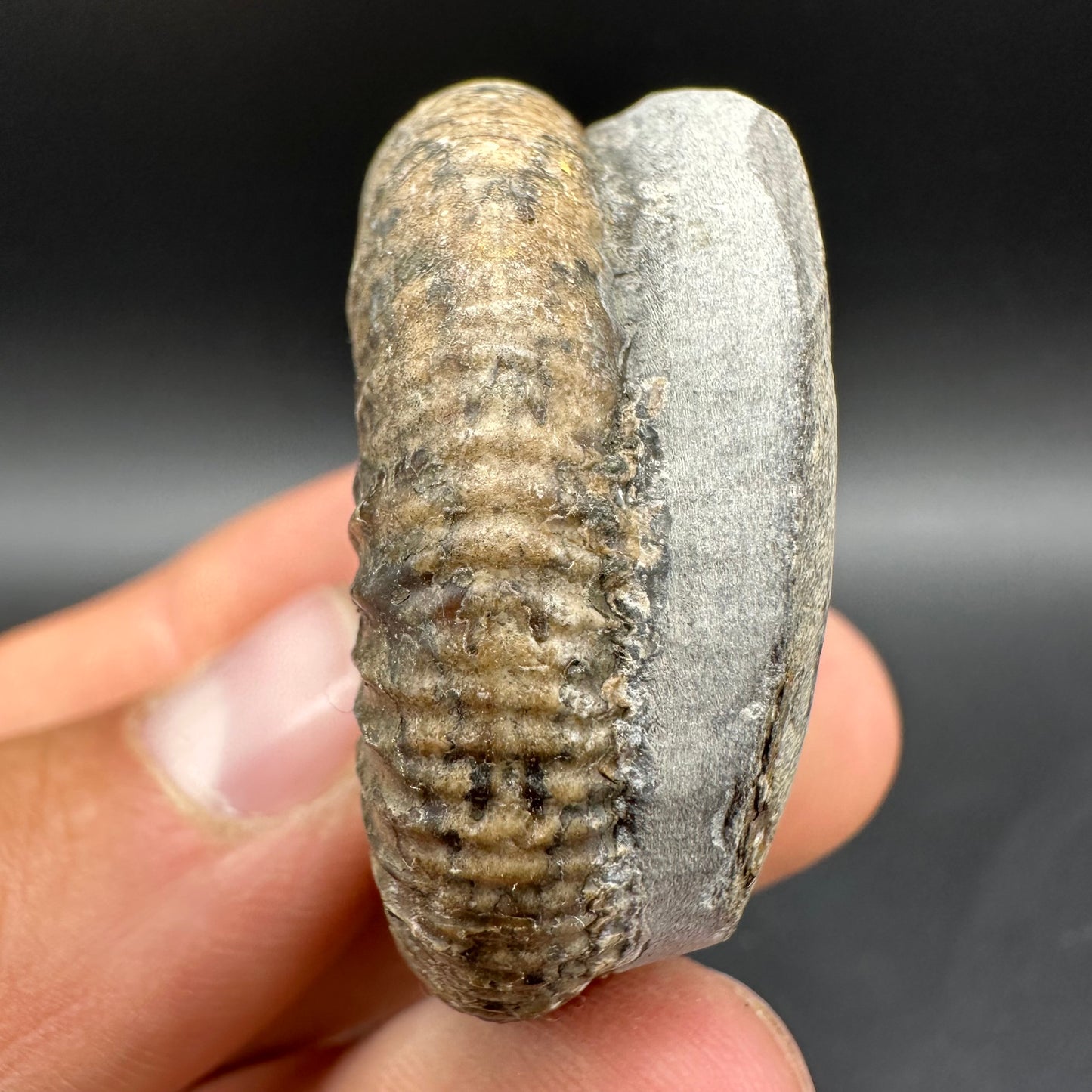 Dactylioceras Ammonite Fossil With Box And Stand - Whitby, North Yorkshire Jurassic Coast Yorkshire Fossils