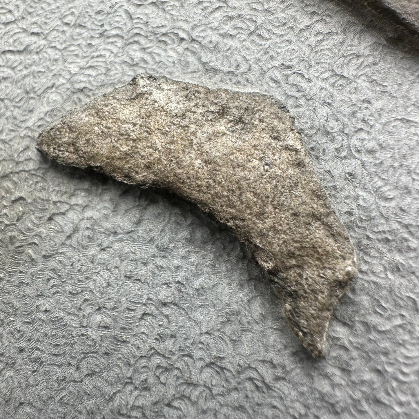Gyrosteus Fish Bone fossil - Whitby, North Yorkshire, Jurassic Coast, Yorkshire Fossils