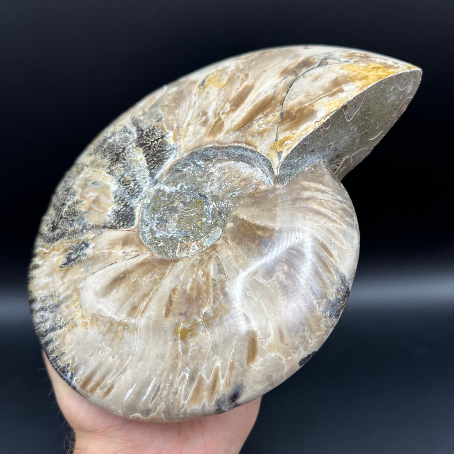 Cleoniceras Ammonite Fossil With Stand - Cretaceous Ammonite Madagascar