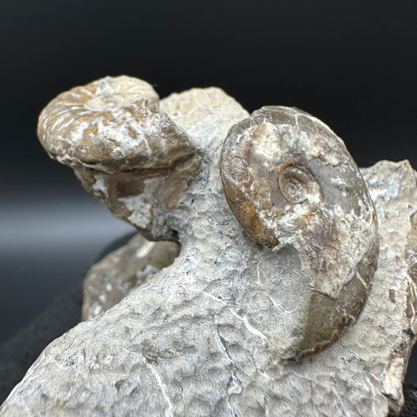 Amaltheus striatus ammonite fossil with box and stand - Whitby, North Yorkshire Jurassic Coast Yorkshire Fossils