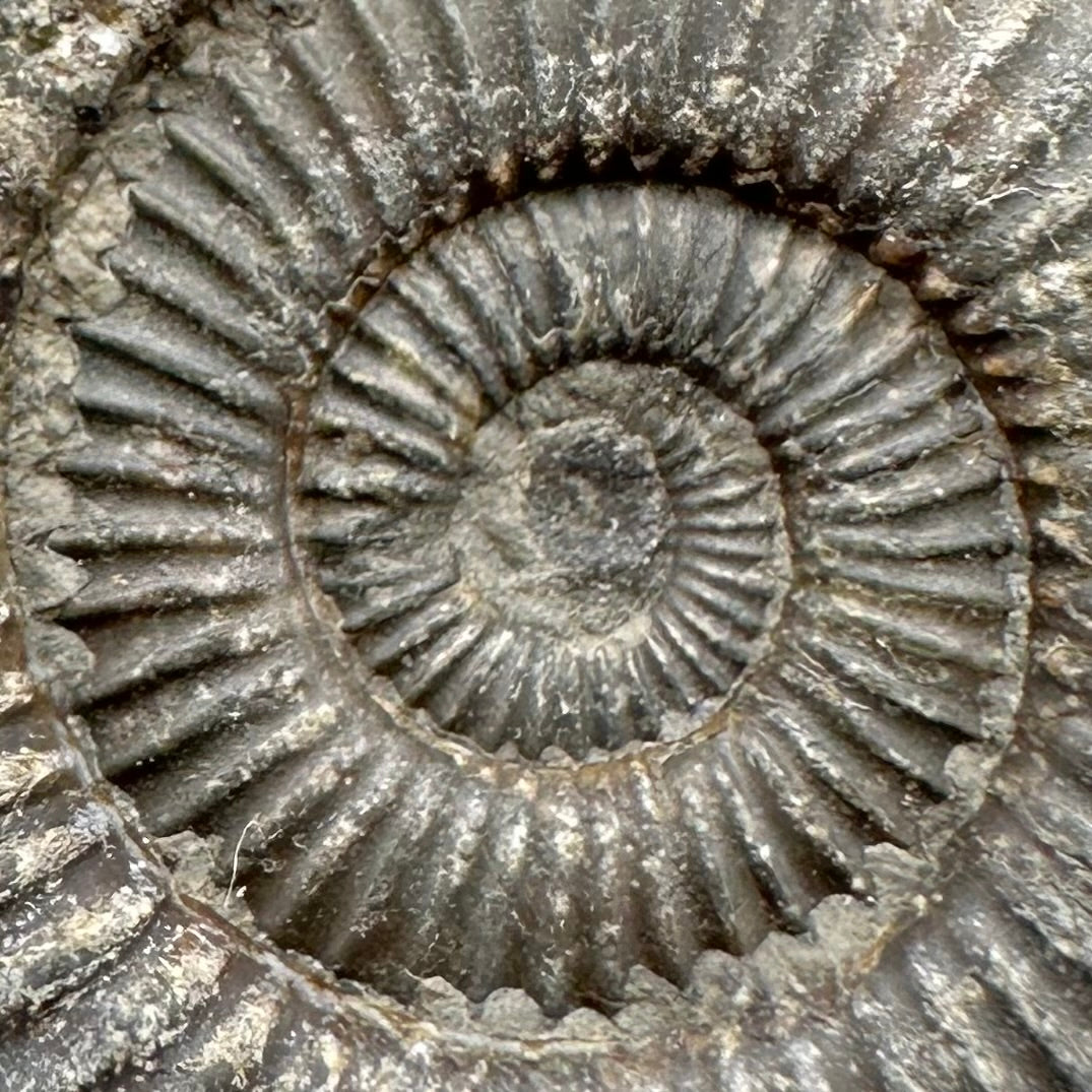 Dactylioceras Ammonite Fossil With Box And Stand - Whitby, North Yorkshire Jurassic Coast Yorkshire Fossils
