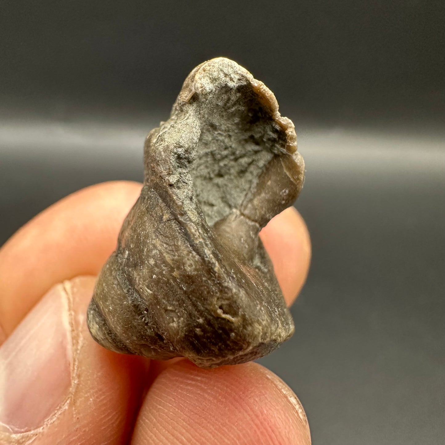 Gastropod Shell Fossil With Box And Stand - Whitby, North Yorkshire, Jurassic Coast, Yorkshire Fossils