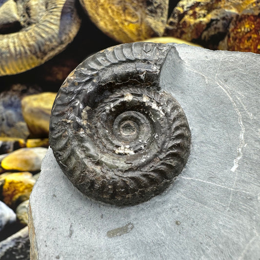 Hildoceras Bifrons ammonite fossil - Whitby, North Yorkshire Jurassic Coast