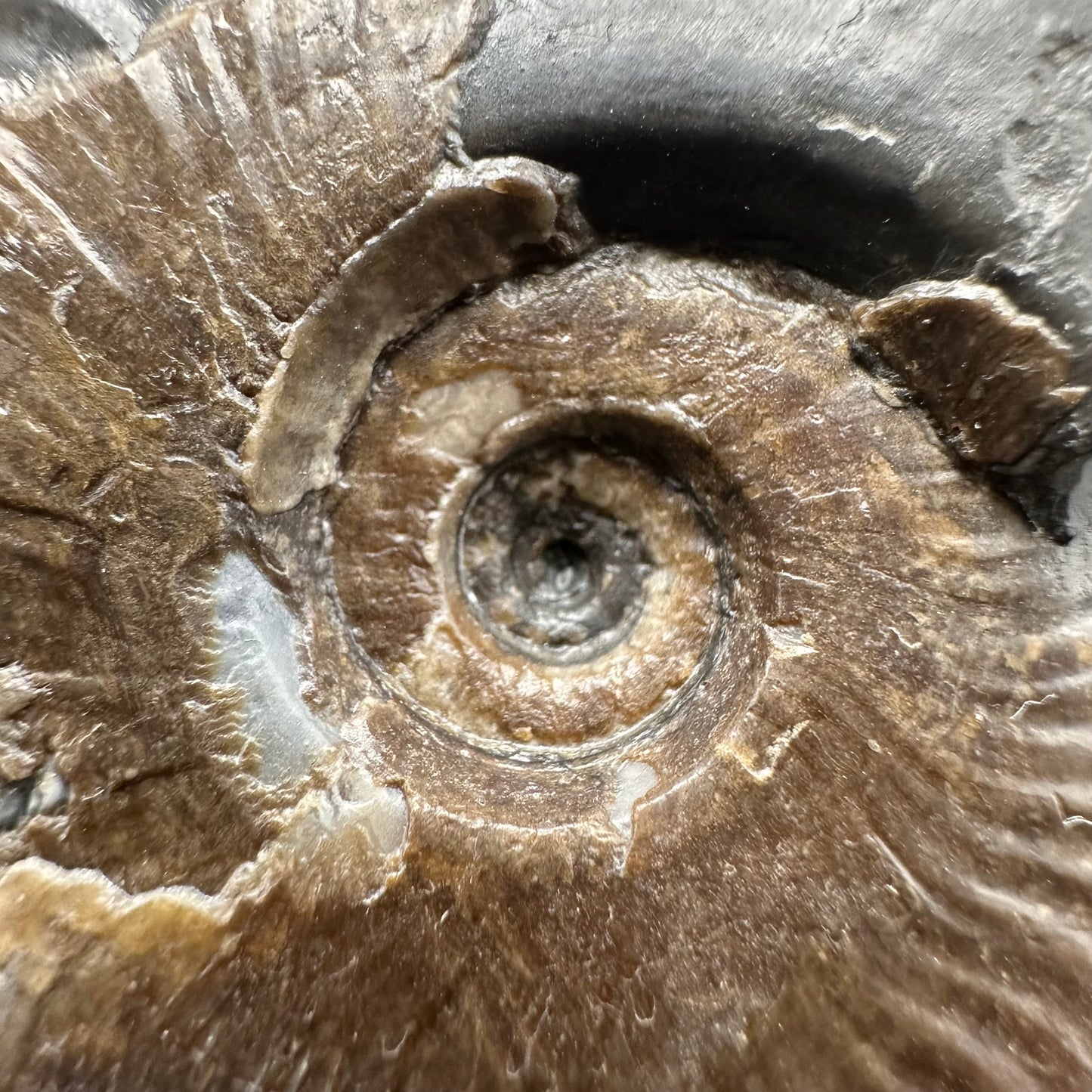 Eleganticeras Elegantulum ammonite fossil with stand - Whitby, North Yorkshire Jurassic Coast, Yorkshire Fossils